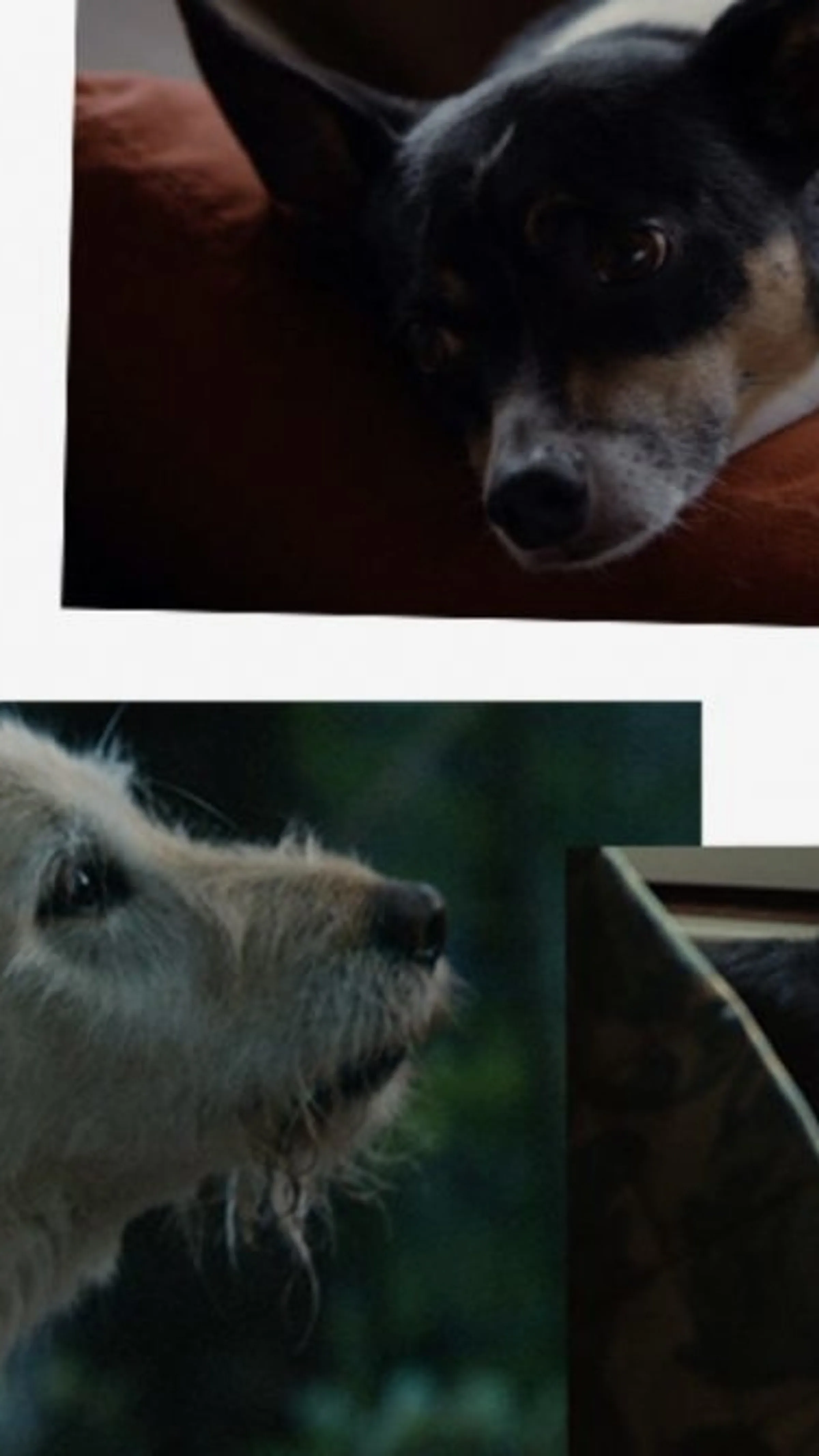 Dog Featured 1 916 Mobile