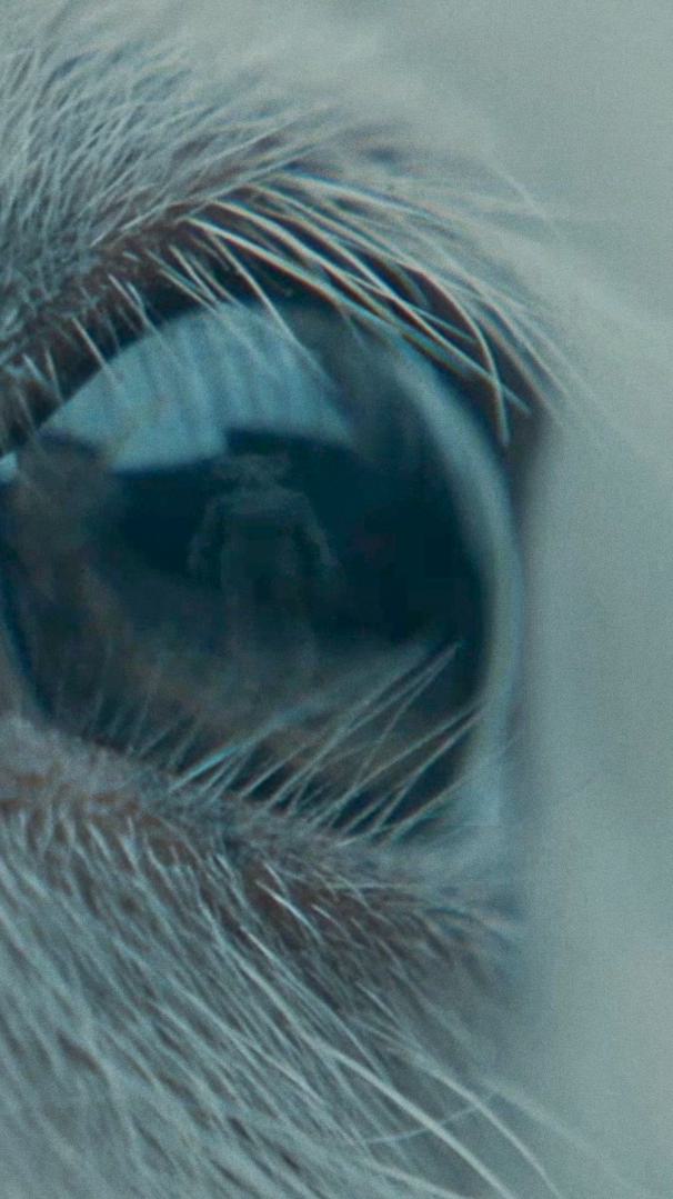 Lamb Trailer Thumbnail Clean 916 Mobile