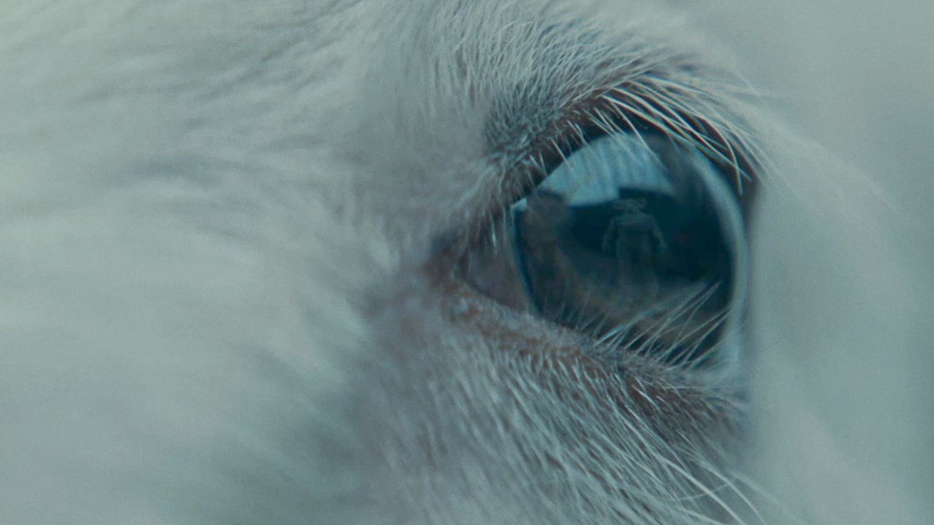 Lamb Trailer Thumbnail Clean