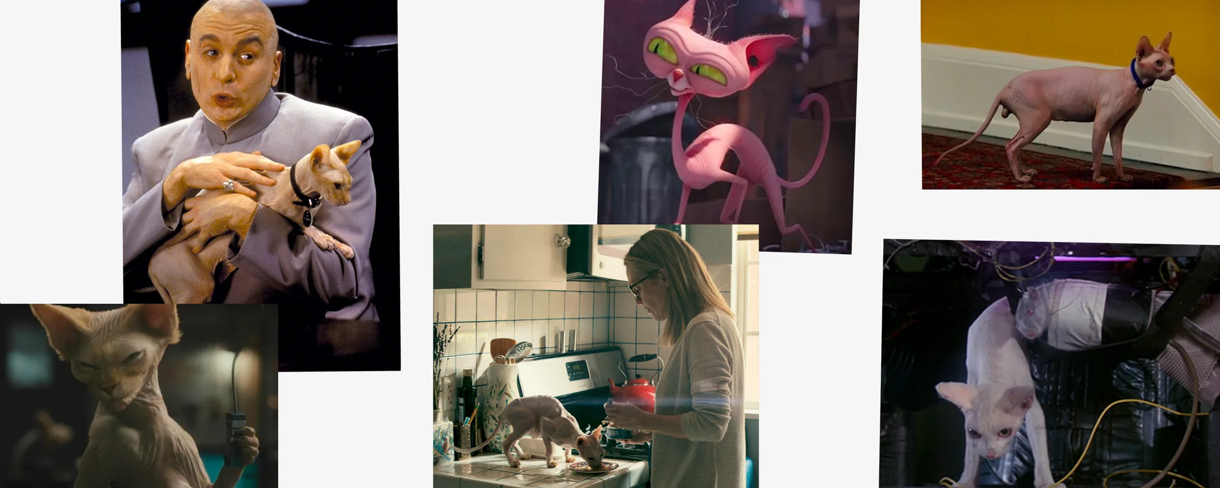 Hairless Cats Header